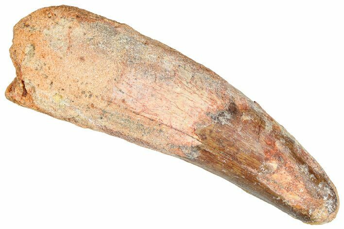 Real Fossil Spinosaurus Tooth - Feeding Worn Tip #365661